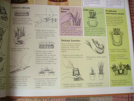 Sansevieria hahnii - svokrin jazyk malý ružicový,