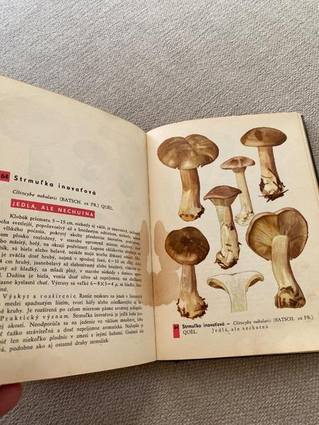 Vreckový atlas húb pilát ušák, 