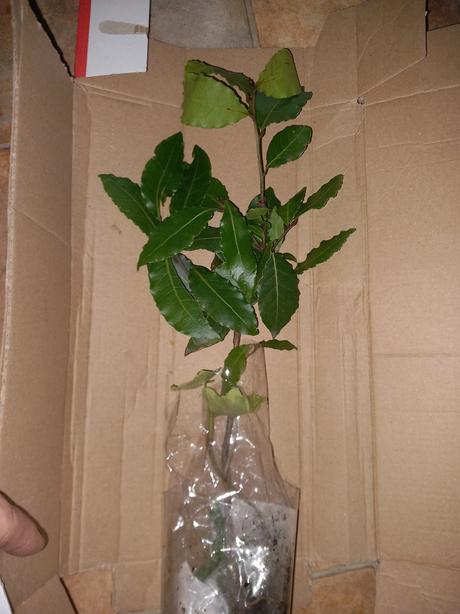 Bobk.list  3.90e teraz 2.90, mensi 2.20, 