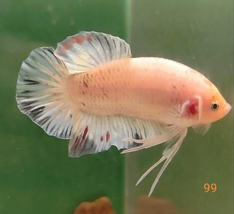 Bojovnice, samec, samica,