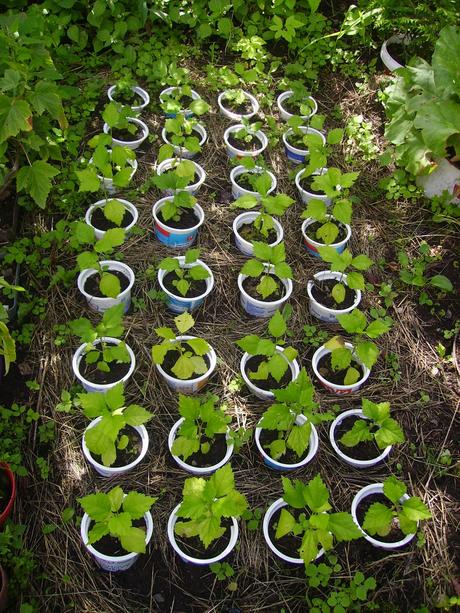 Tégliky / kelímky / kvetináče na priesady 400 ml, 