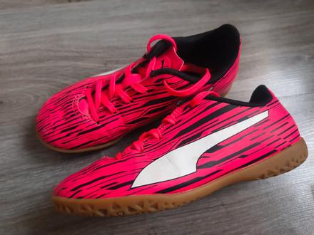 Halovky, puma,31