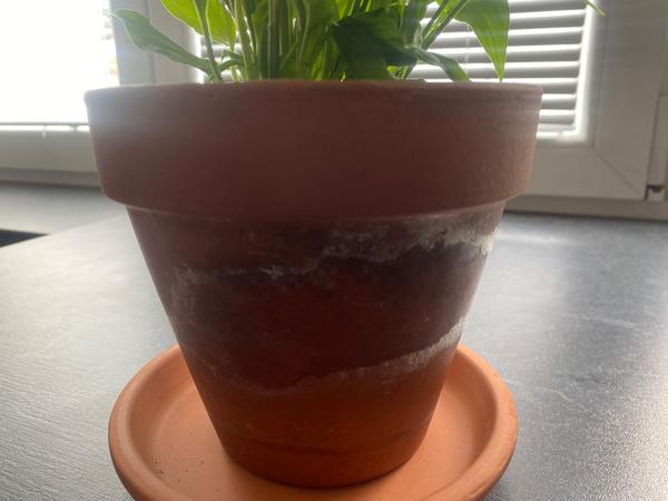 Plesnivý kvetináč