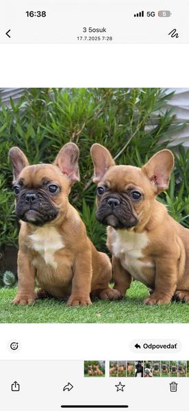 Je francúzsky buldoček pekný?