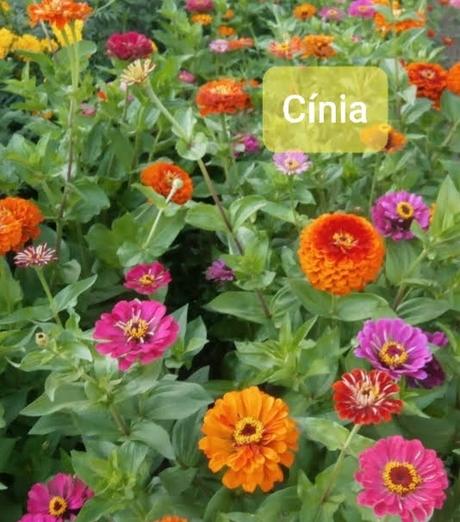 Semienka letničiek, 