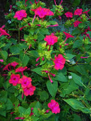 Semienka ruzovej nocovky,