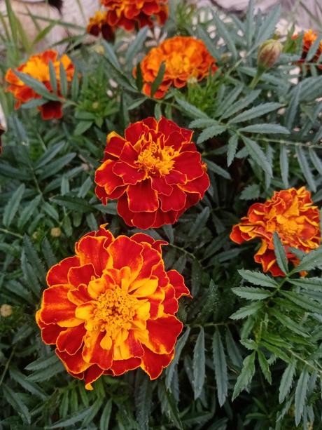 Semienka garafie / aksamietnice, 