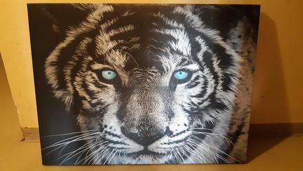 Predám obraz tigra tlac na platne.,