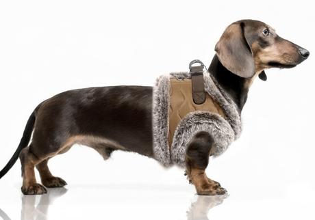 Kožušinkový postroj pre mini psíka milk&pepper,