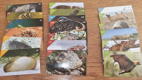 Nalepky animal kingdom, 