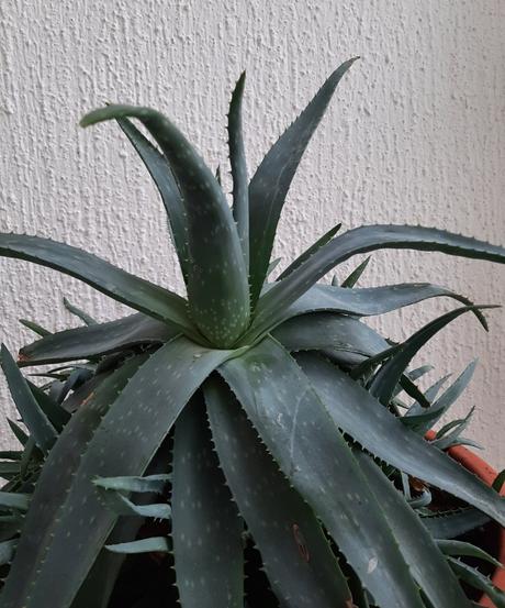 Aloe vera, jedlá, bio pestovanie, bratislava, 