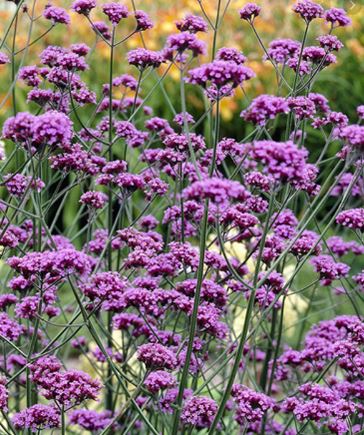 Zeleznik argentinsky verbena semeno - trvalka,