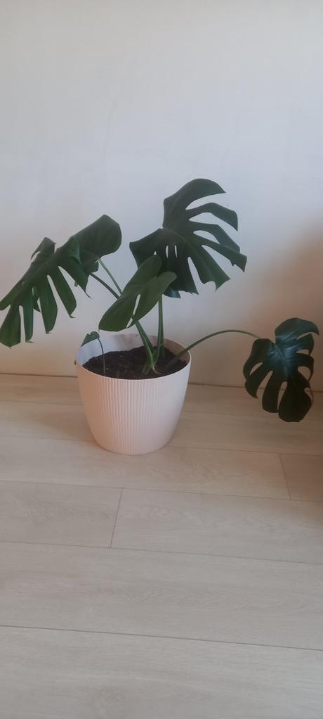 Veľká monstera, 