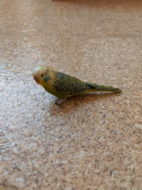 Plastove zvierata a dinosaury, 