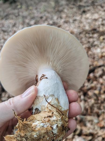 Pekný hríb s neznámou vôňou. Znáte ho?