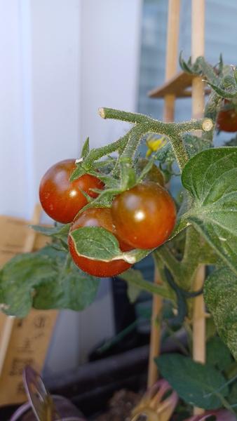 Žlté škvrny a mušky na paradajkách