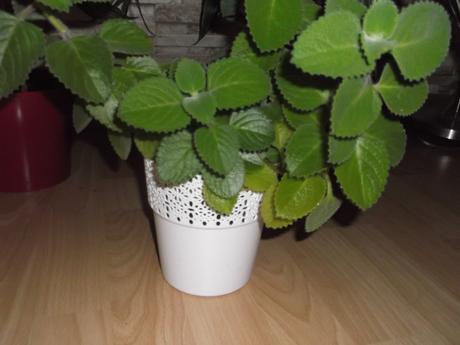 Dracena, rýmovník, lopatkovec, 