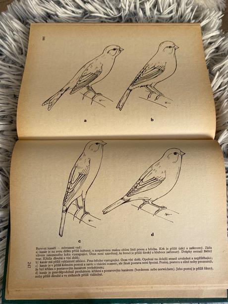 Standard cizokrajného ptactva walter wiener,