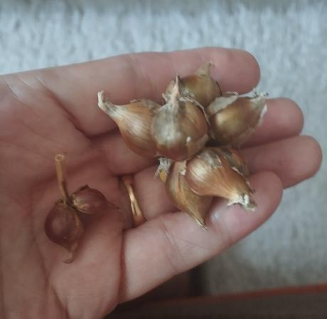Kráčajúca cibuľa,