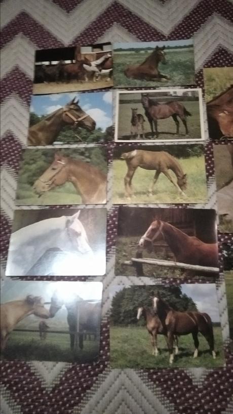 Staršia zbierka pohľadníc kone,