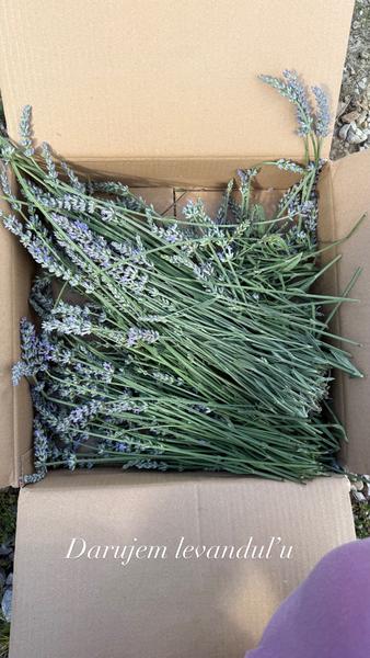 Ako pripraviť domáci levanduľový olej?