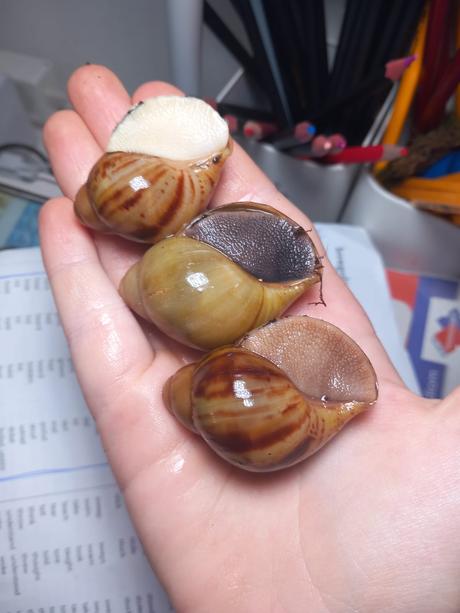 Archachatina marginata ovum nigéria, 
