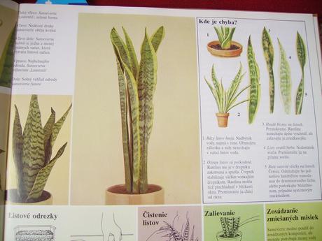 Sansevieria hahnii - svokrin jazyk malý ružicový,