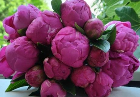 Pivonka, peony tmavoružové, carl rosenfield, 