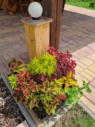 Koleus (okrasná žíhľava), 