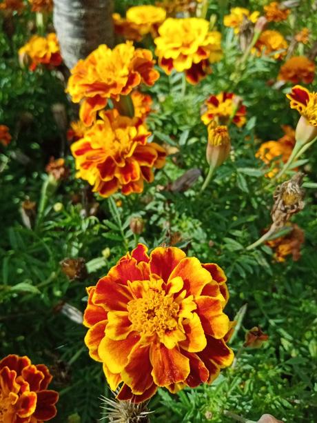 Semienka garafie / aksamietnice, 