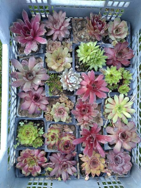 Ružové skalné ruže,