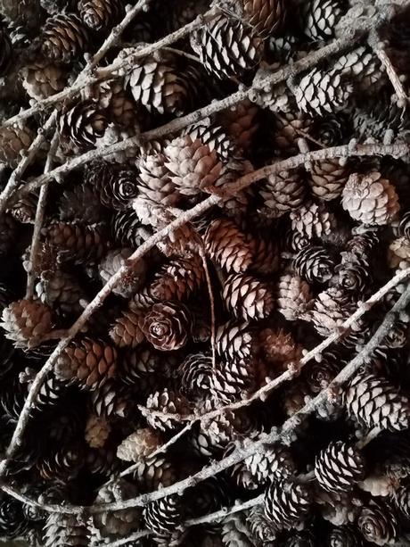 Šišky smrekovca 30 ks, 