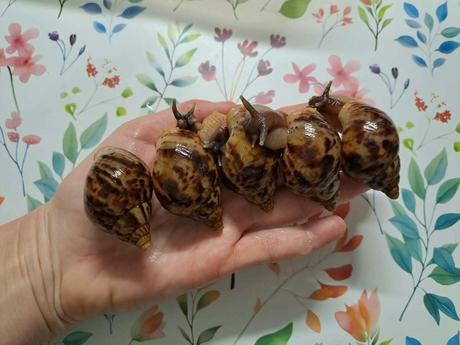 Africký slimák lissachatina reticulata klasik,