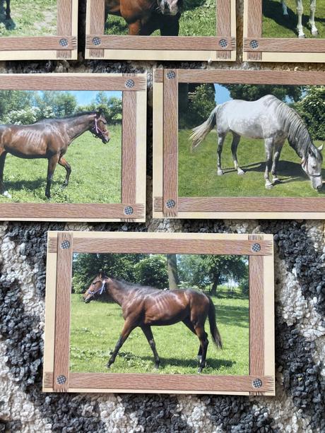 Pohľadnice koní nepopísané 6ks,