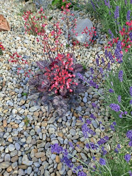 Sadeničky okrasnych kvetov,, 