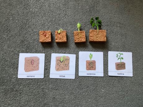 Zivotny cyklus fazuľa + karty, 