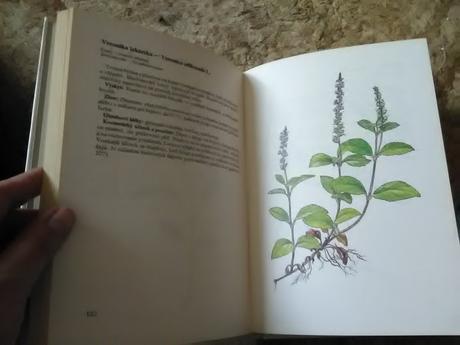 Kozmetické prípravky z rastlín, 