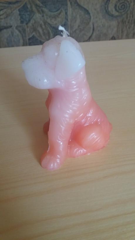 Sviecka psik trblietava, 