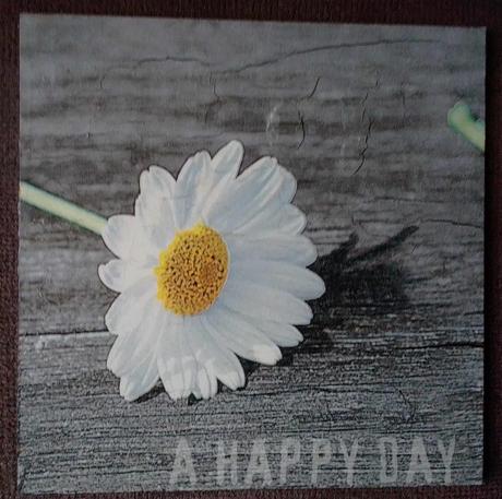 Obrázok sedmokráska, 