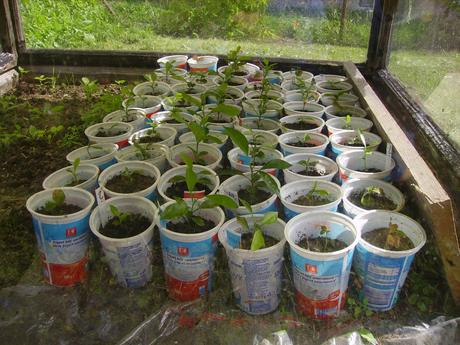 Tégliky / kelímky / kvetináče na priesady 400 ml, 