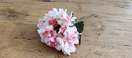 Hortenzia - ružovobiela, 