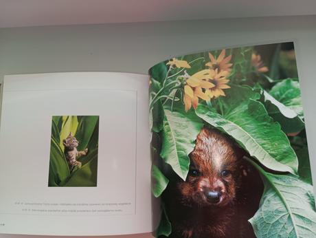 Hrubá kniha mláďatá,