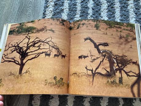 Lev nie je kráľom zvierat-prvé vyd.1981, 