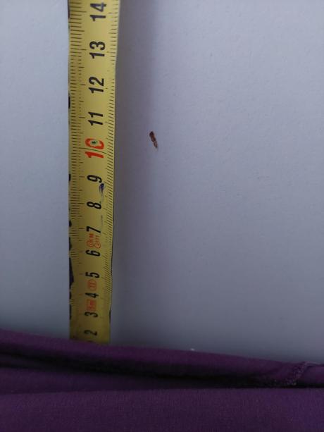 Rozťahovacia posteľ, šírka (cm): 90,dĺžka (cm): 200