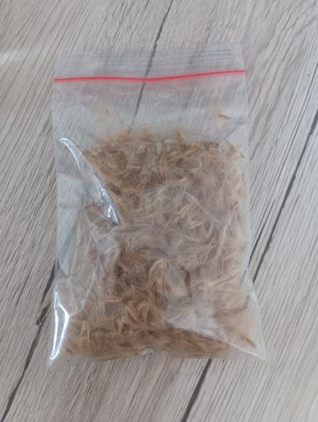 Semienka bledo ružový oleander, 