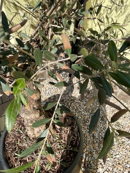 Rada ohľadom olivovníka