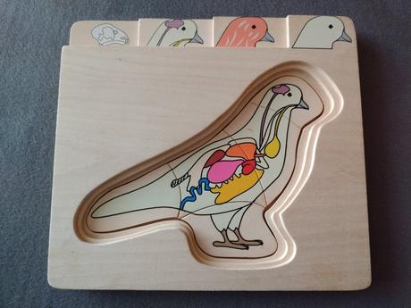 Viacvrstvové drevené anatomické puzzle holub, 