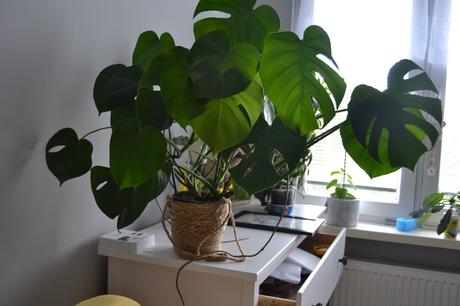 Nádherná, hustá monstera deliciosa hľadá nový do,