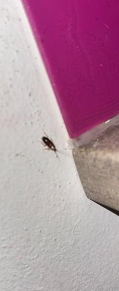 Šváb záhradný v byte