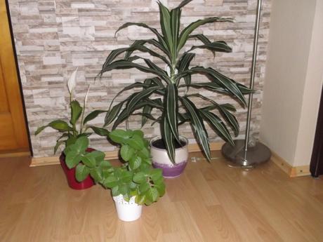 Dracena, rýmovník, lopatkovec, 